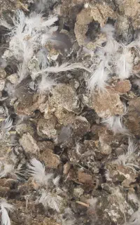 کود کبوتر