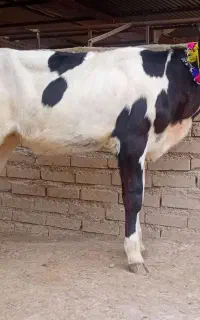 گوساله هلشتاین ماده جنس بالا کشیده کلفت