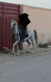 مادیان خالص ایرانی