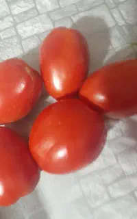 گوجه گوشتی