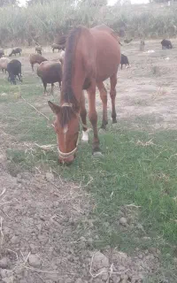 کوره‌مادیان‌یک‌ساله
