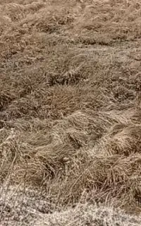 لای روبی قنات. کول کاری میله و کوره