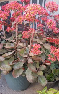 گل‌های خانگی از۳۵ت