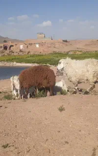 گمشده