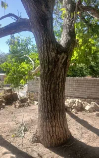 خریدارچوب   بیشه باغ گردوتوت صنوبربید تیرچوبی شال