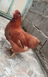 مرغ تخم گزار