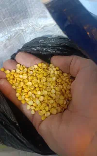 لپه