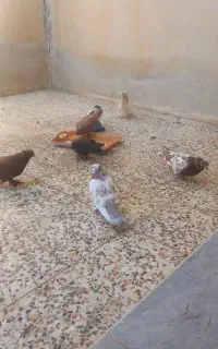 فروش ده جوجه یک ماه و ده کبوتر درجه یک