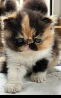 گربه اسکاتیش