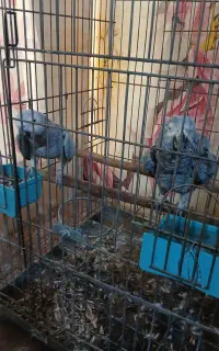 کاسکو تازه جفت عالی