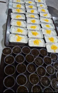 پخت انواع غذاهای مجلسی