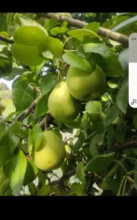 صندوق دار میوه فروشی .با سابفه بالا نیاز مندیم.