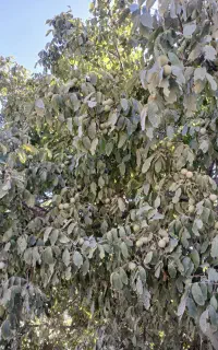 خریدار گردو