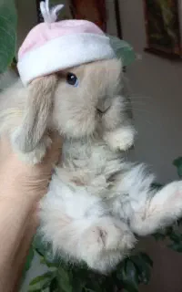 خرگوش های مینی لوپ ژورنالی فانتیزی