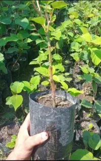 نهال کیوی تلخ (بذری)