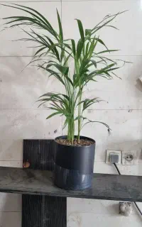 گل اریکا
