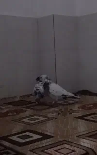 کبوتر رفته