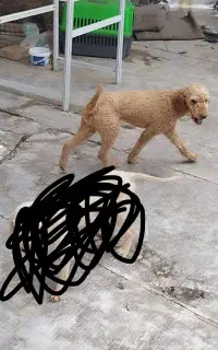 واگذاری دوتا پودل ۶ ماهه