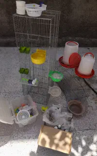 قفس و وسایل پرنده