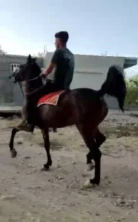 اسب مادیون تموم