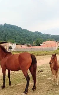 اسب
