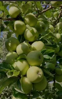 کودهی مناسب جهت تغذیه و تقویت