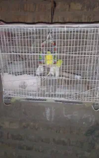 مرغ عشق سرحال