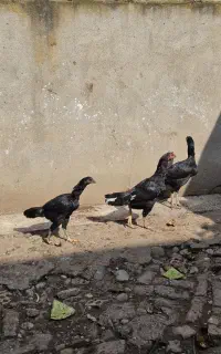 فروش و معاوضه مرغ خروس لاری جوان دم تخم