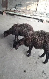 بره نر