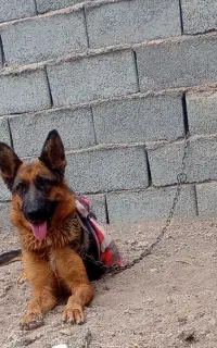 سگ ژرمن
