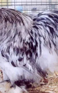 خروس با سه تا مرغ کوشین فروشی
