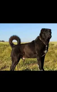 پذیرای سگ نگهبانی رایگان هستم
