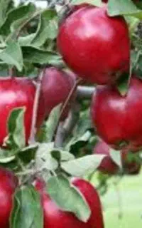 به تعدادی آقا و خانم جهت سیب چینی نیازمندیم