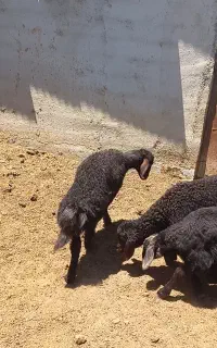ماده بره قزل افشار درجه یک