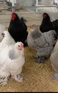 جوجه مرغ خروس زینتی