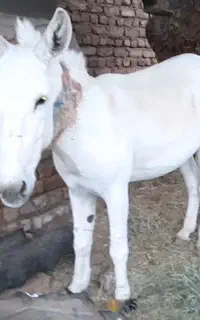 الاغ خر ماده گلگی ۲ ساله درشت قوی