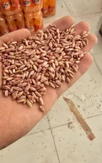 بذر تریتیکاله