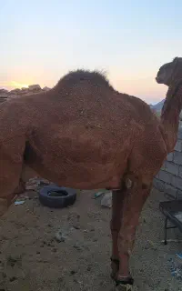 شتر نر فروشی