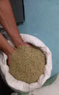 عدس دیم