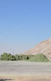 یونجه
