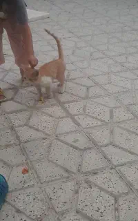 گربه