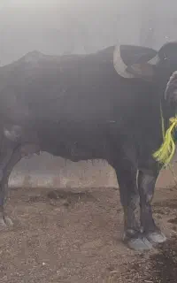 گاومیش ۷ماه آبستن