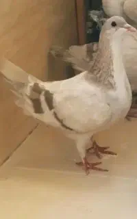 ۲ تا ماده حراج
