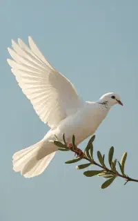 کبوتر پیدا شده