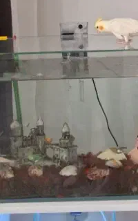 آکواریوم و متعلقات