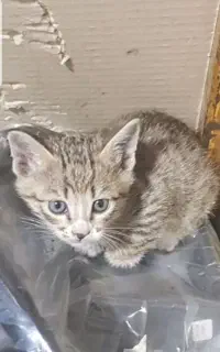 واگذاری رایگان بچه گربه