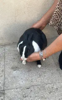 واگذاری خرگوش