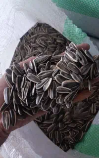 تخمه دورسفید