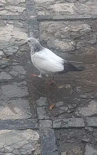 کبوتر جوجه