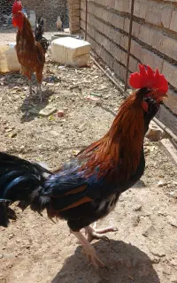 خروس محلی